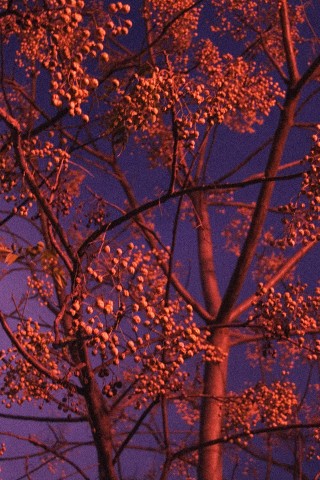 Red Tree by Ana Zaragoza