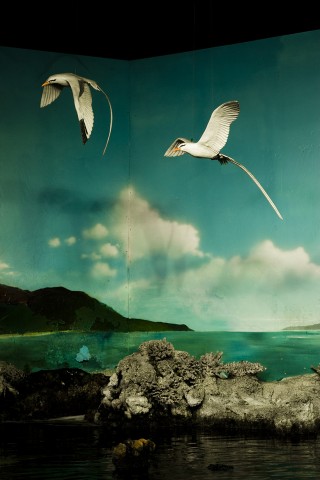 Poolga - The Birds - Laura Doñate