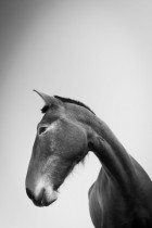 Horse by Christian Domínguez