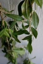 Wedding Tree by Sophie Eekman, Fotohotel